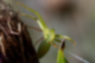 ワカバグモの写真2｜鋏角は丸っこいです。