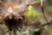ワカバグモの写真4｜枯れかけのアザミの上にいました。