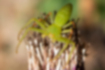 ワカバグモの写真｜「歩脚の一部が褐色です。」