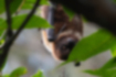 ヤエヤマオオコウモリの写真2｜目は全体的に褐色です。