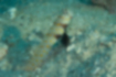 ヤマブキハゼの写真1｜半透明の体に山吹色の斑点があります。