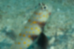 Picture of Spotted prawn-goby3｜The area around the pectoral fin is dark brown.