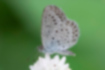 ヤマトシジミの写真｜「翅の中央に「く」の字の紋様があります。」