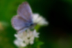 ヤマトシジミの写真｜「オスの翅の表側は深い青色をしています。」