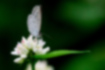 ヤマトシジミの写真｜「花の蜜を吸っていました。」