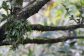 ヨウラクランの写真｜「低木の幹に付いていました。」