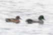 Picture of Falcated duck1｜The male's head is green.