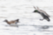 Free images of Falcated duck｜「A pair has landed on the water.」