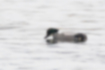 Picture of Falcated duck3｜They were foraging on the surface of the water.