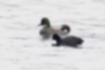 Picture of Falcated duck4｜It is slightly larger than the common coot.