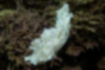 Picture of Tritoniopsis elegans1｜The whole body is pure white.