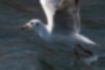 Free images of Black-headed Gull｜「Caught a small fish near the surface.」
