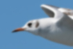 Free images of Black-headed Gull｜「There is a black spot behind the eye.」