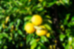 Picture of Citron1｜It grows in the garden.