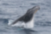 ザトウクジラの写真1｜ははじま丸の横に飛び出してきました。