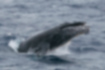 ザトウクジラの写真2｜顎に瘤があります。