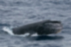 ザトウクジラ | フジツボもついています。