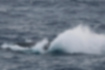 ザトウクジラの写真4｜着水の音も迫力がありました。