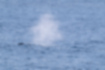 ザトウクジラの写真｜「ブロウです。」