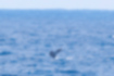 ザトウクジラの写真6｜尾びれを立てるとしばらく潜ります。