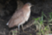 Picture of Malaysian night heron1｜Overall brown.