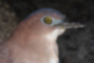 Picture of Malaysian night heron2｜Head is black with a navy blue tinge.