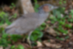 Picture of Malaysian night heron3｜A juvenile bird with white spots.