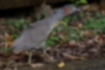 Picture of Malaysian night heron4｜It was walking with its neck stretched out.