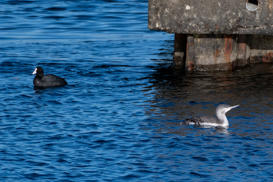 アビの写真4｜オオバンと並んだところです。
