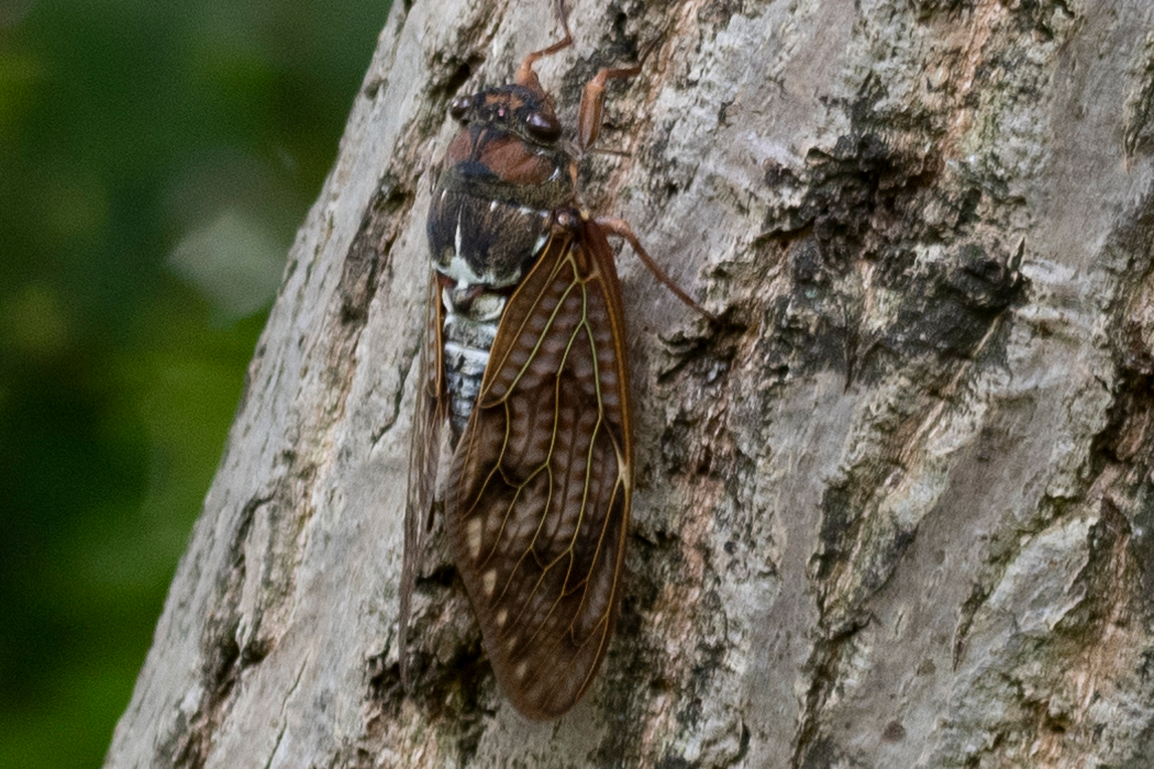 Picture of Large Brown Cicada1｜Opaque brown wings.