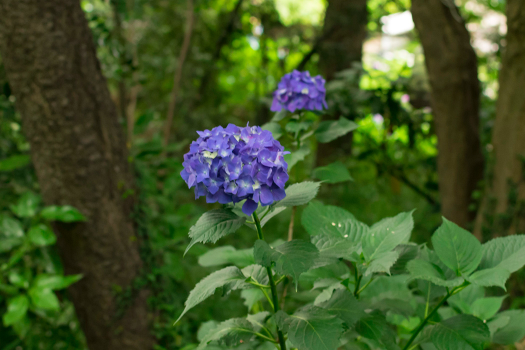 写真｜「アジサイ」