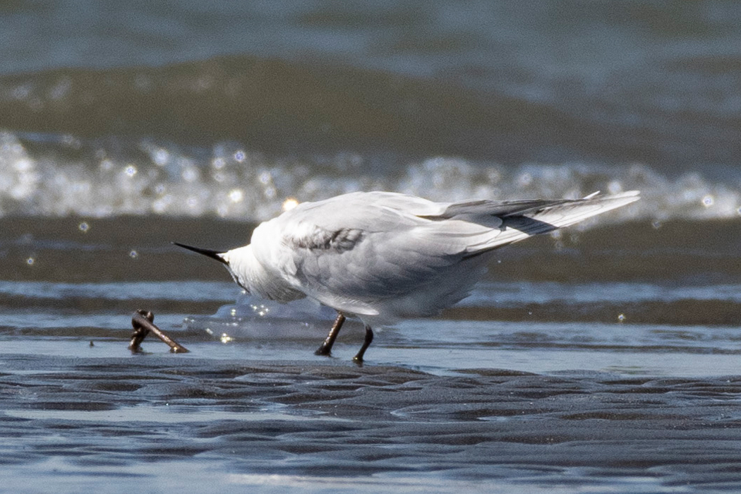 アジサシの写真4｜羽繕いをしていました。