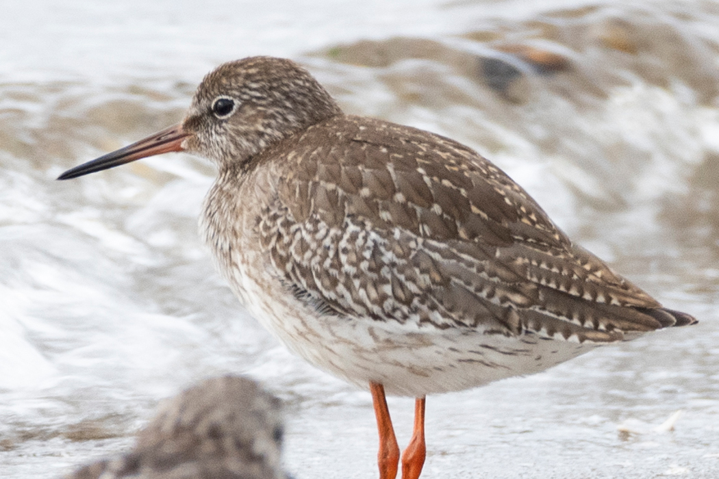 アカアシシギの写真2｜背面は褐色です。