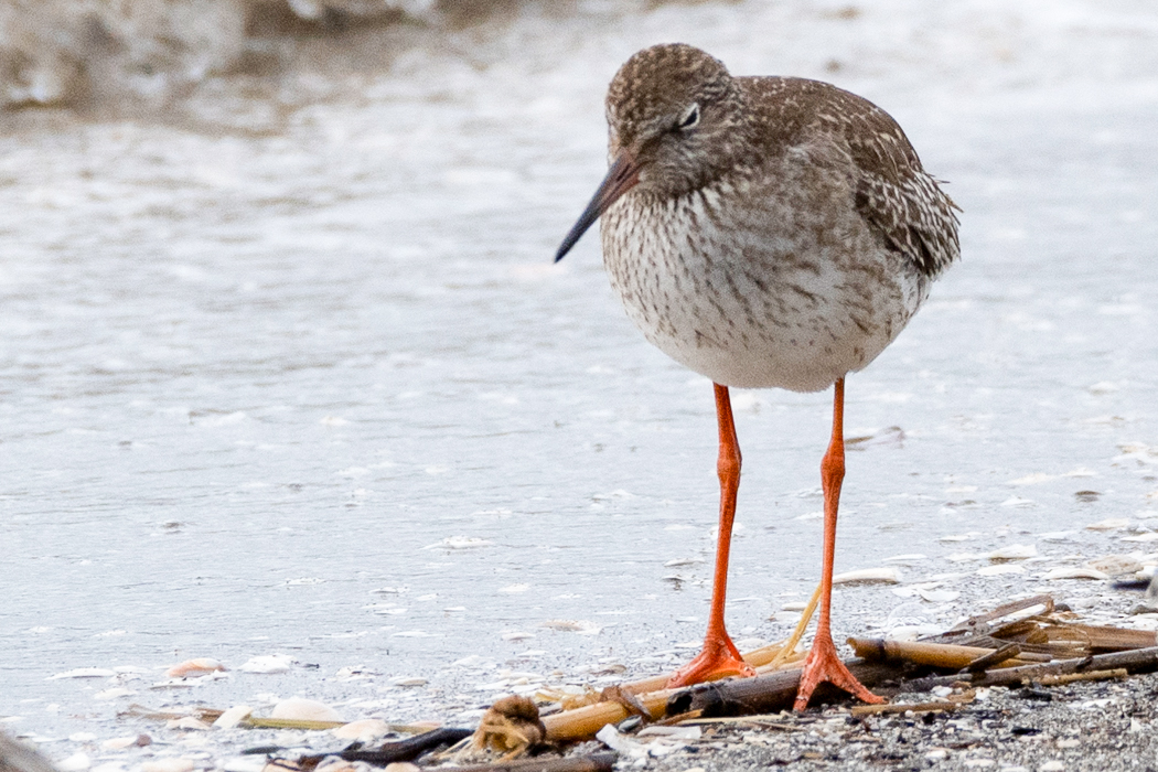 アカアシシギの写真3｜白いアイリングです。