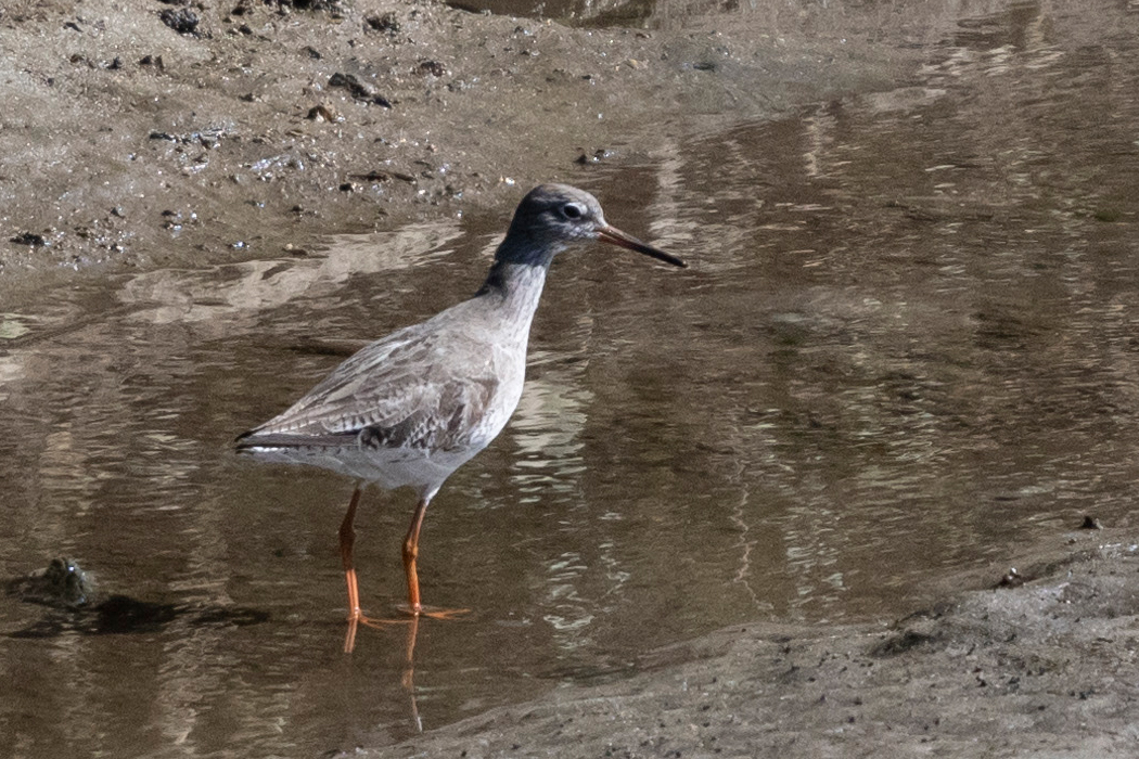 アカアシシギの写真4｜河口付近を1羽で歩いていました。