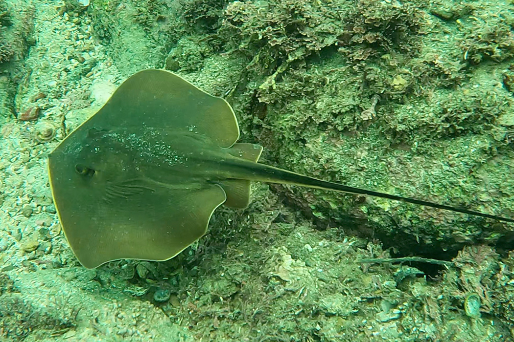 写真｜「アカエイ」