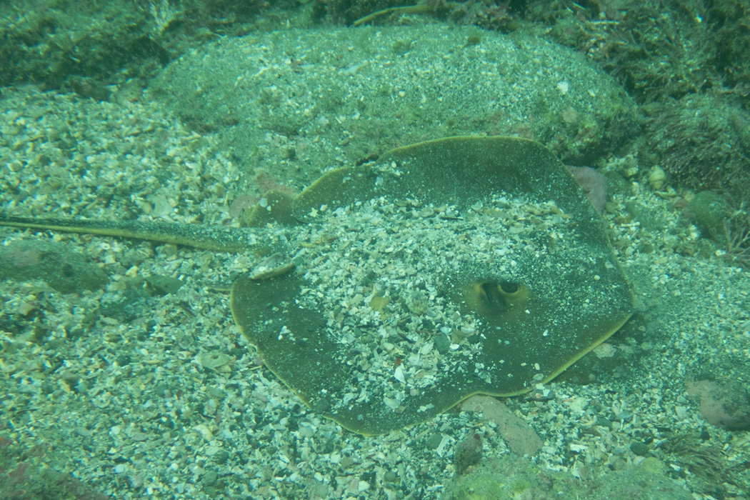 アカエイの写真2｜砂をかぶってじっとしていました。