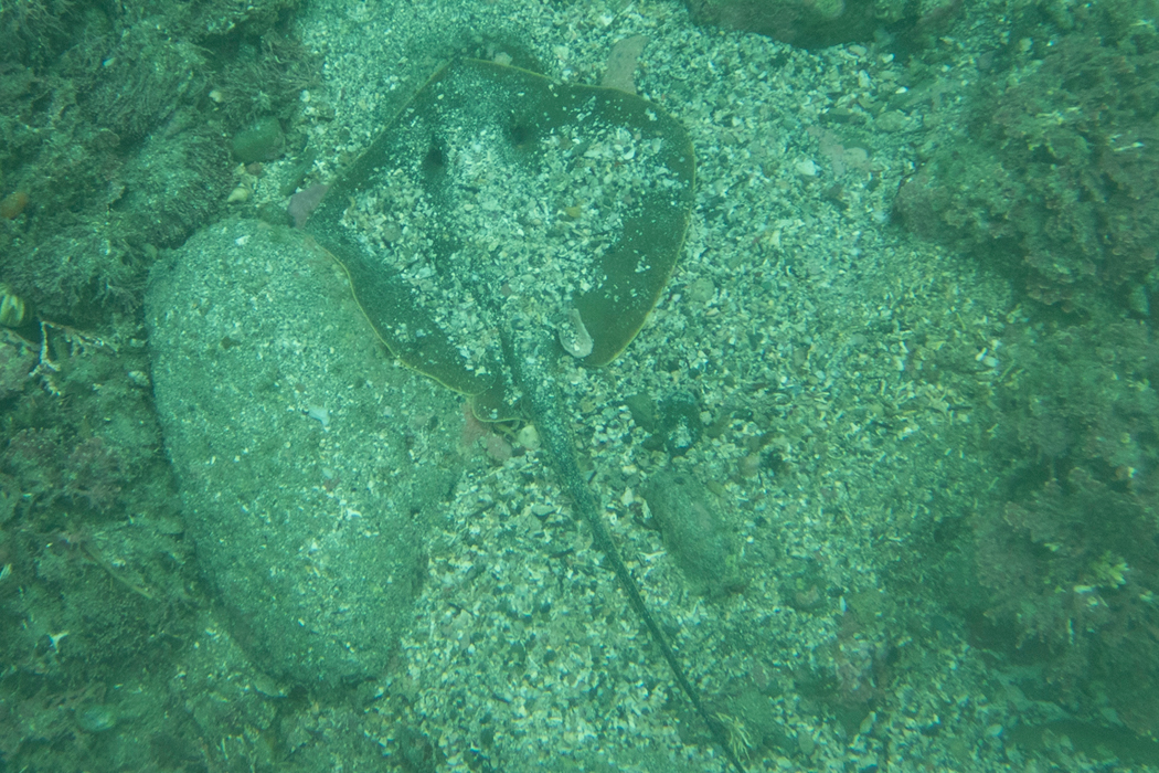 アカエイの写真3｜上から見た姿です。