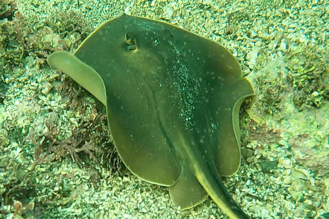 アカエイの写真4｜腹面は白っぽいです。