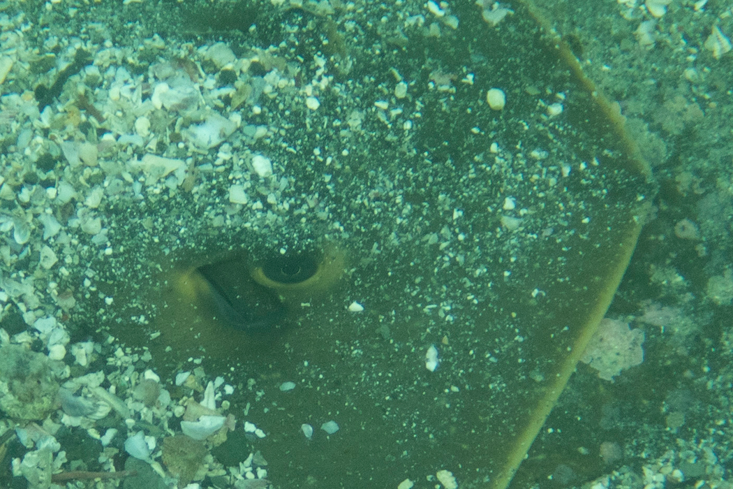 アカエイの写真5｜大きな眼は周囲を見ていました。