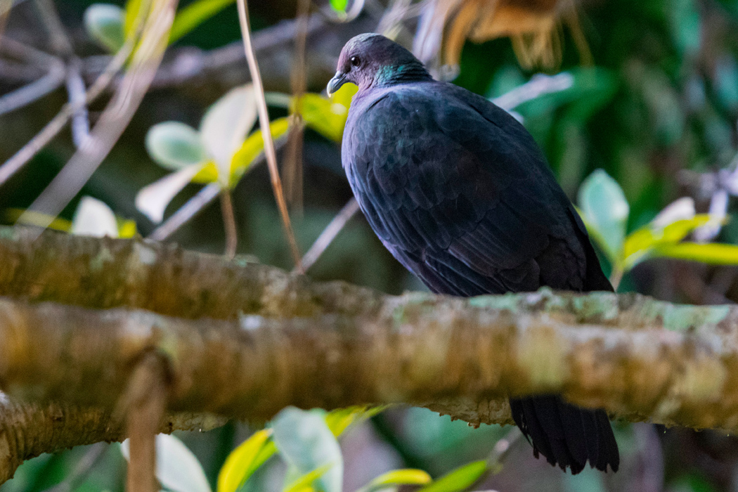 写真｜「アカガシラカラスバト」