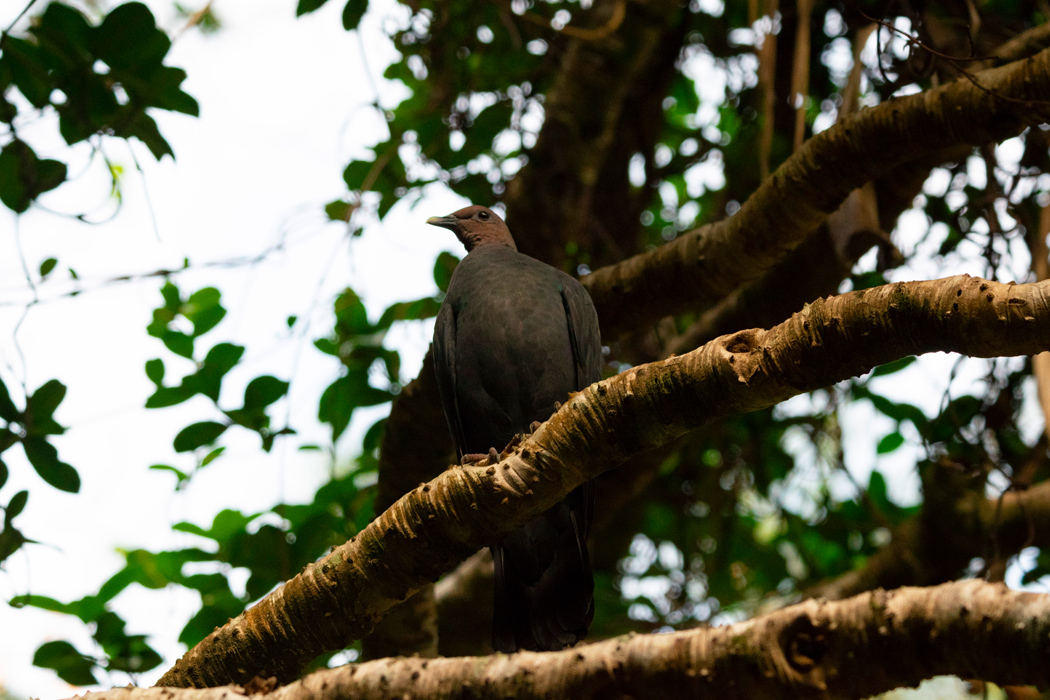 Picture of Japanese Wood Pigeon4｜The head is brown to purple in color.