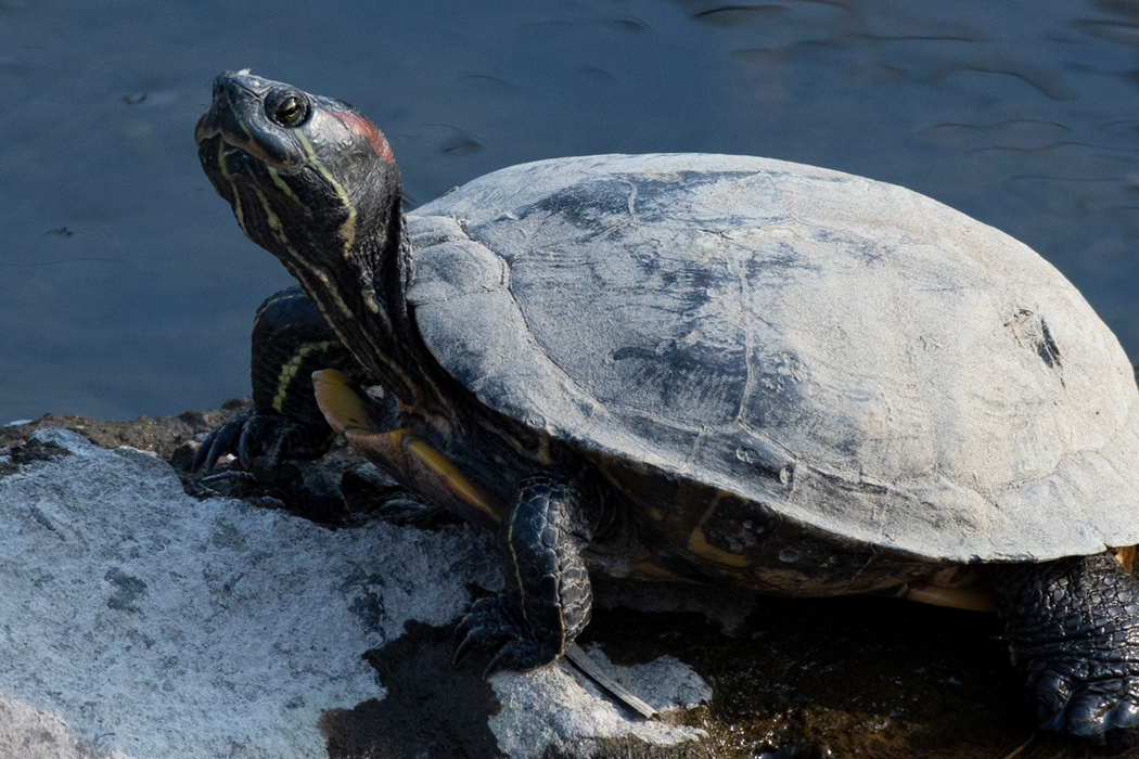 写真｜「アカミミガメ」