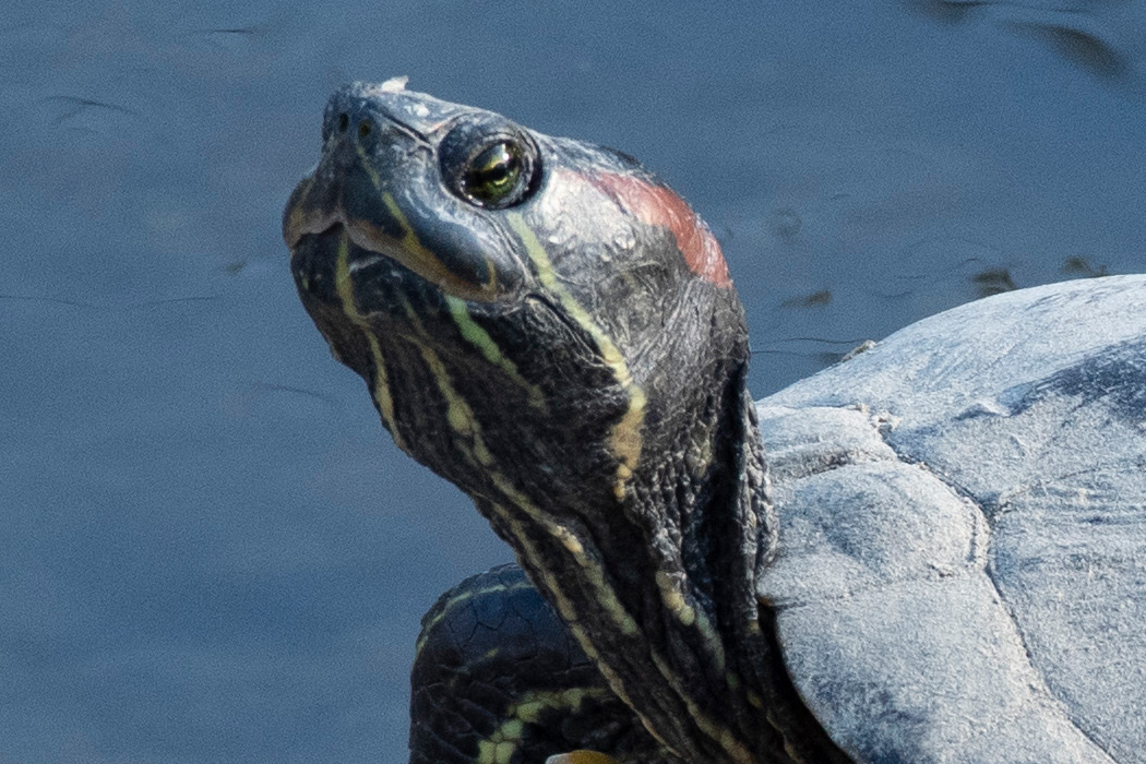 写真｜「アカミミガメ」