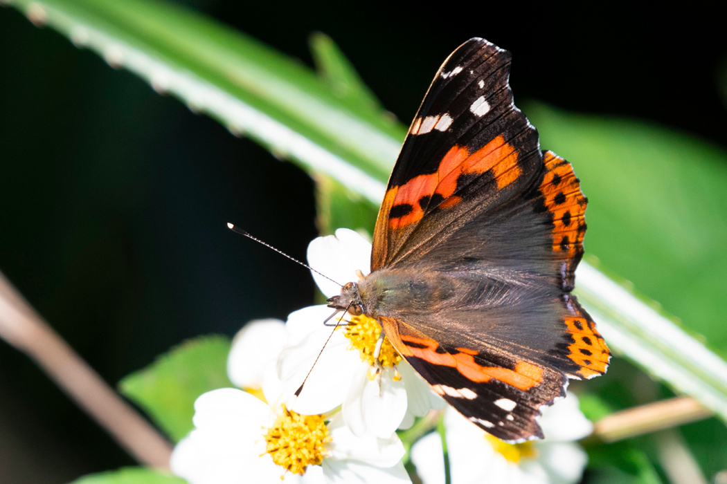 写真｜「アカタテハ」