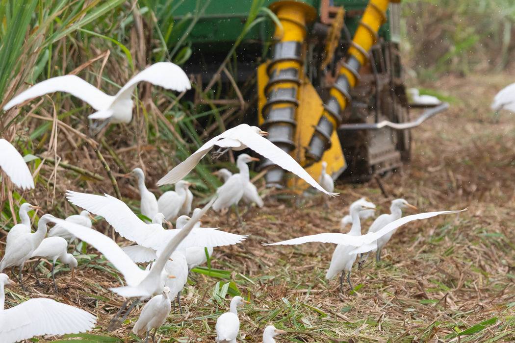 アマサギの写真6｜耕作機械の周りにも集まっていました。