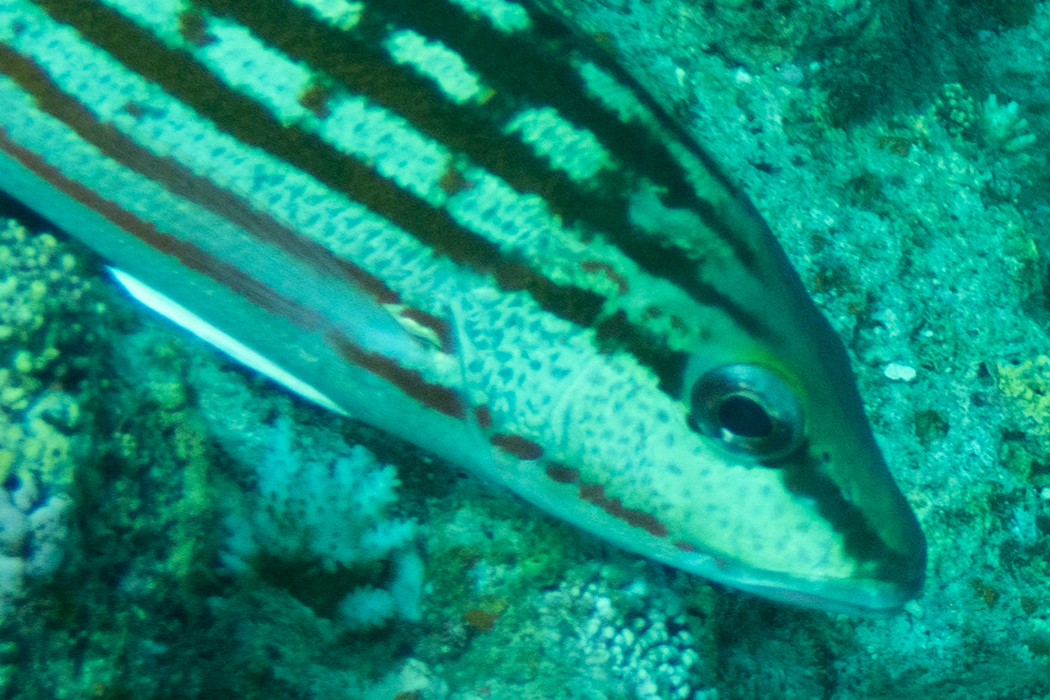 写真｜「アミメフエダイ」