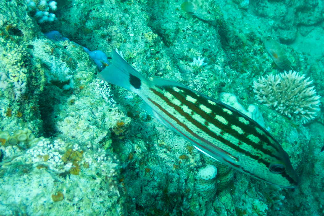 Picture of Checkered snapper3｜There is a black spot at the base of the caudal fin.