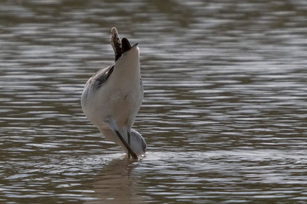 アオアシシギの写真2｜すごい体勢で餌をとっていました。