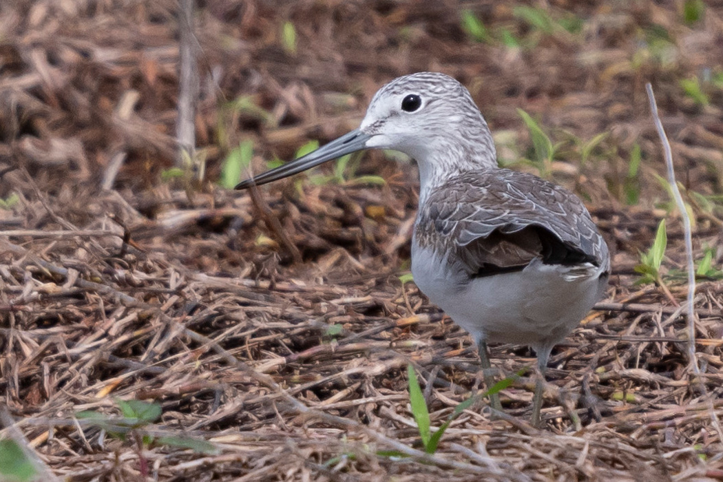 写真｜「アオアシシギ」